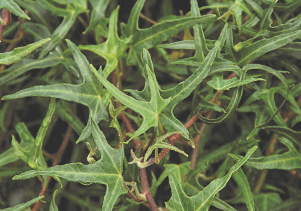 Hedera helix Feenfinger