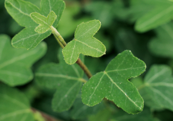 Hedera helix Duckfoot