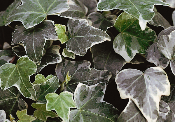 Hedera helix Glacier