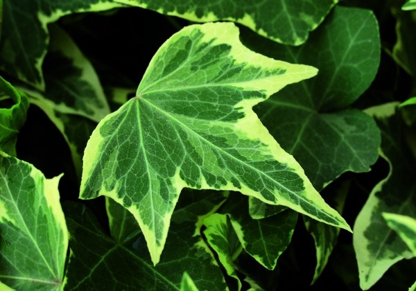 Hedera helix Yellow Ripple