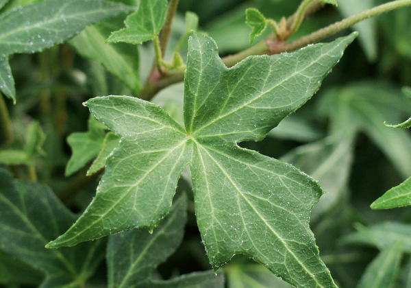 Hedera helix Ritterkreuz