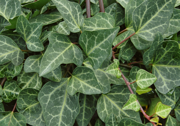 Hedera helix Grunpfeil