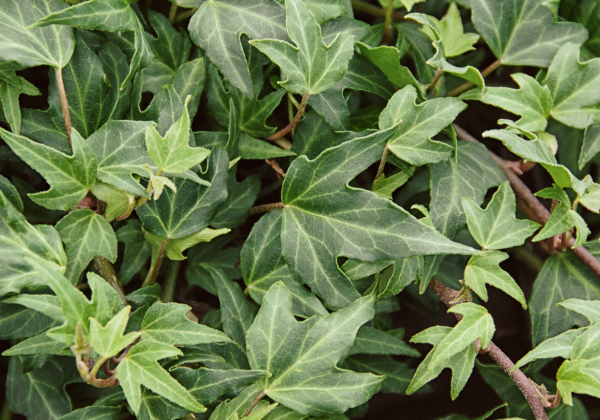 Hedera helix Needlepoint
