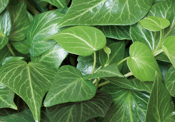 Hedera helix Teardrop