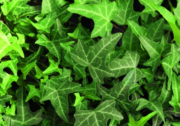 Hedera helix Philosoph