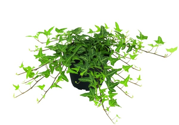 Hedera helix Philosoph