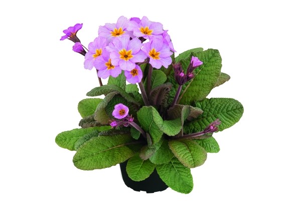 Primula polyantha Primel Spring Bouquet Flieder