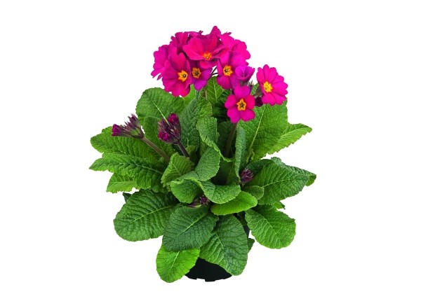 Primula polyantha Primel Spring Bouquet Rosa-Kirsch