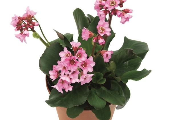 Bergenia cordifolia Rosenkristall