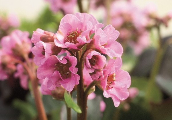 Bergenia cordifolia Rosenkristall