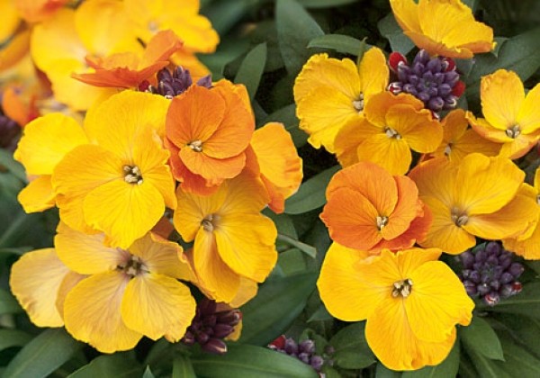 Erysimum RYSI Copper