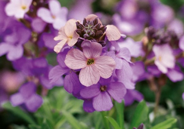 Erysimum POEM Lavender