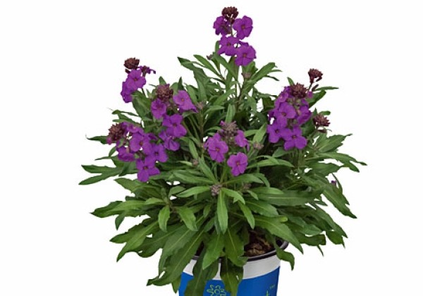 Erysimum POEM Lilac