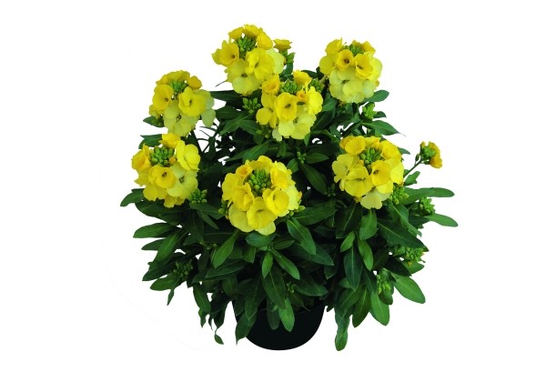 Erysimum Erysimum Winter Light