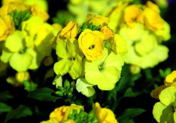 Erysimum Erysimum Winter Light