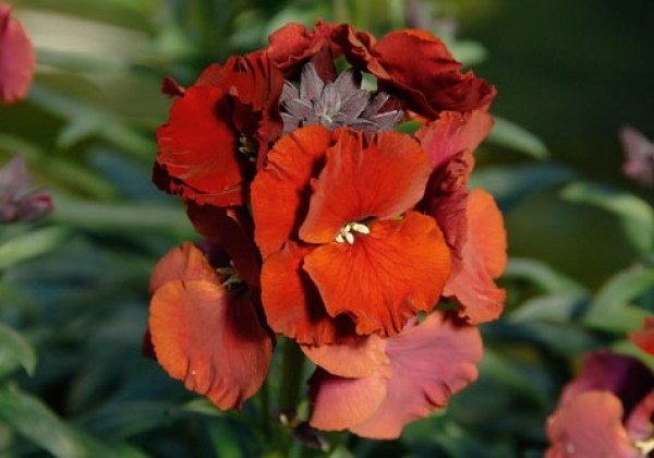 Erysimum RYSI Winter Passion