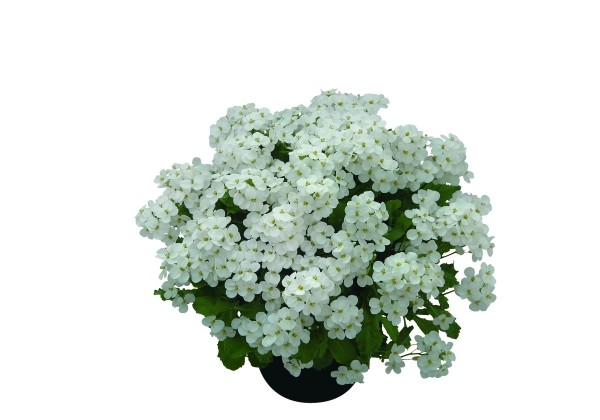 Arabis Alabastar