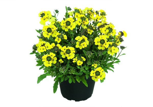 Erysimum Erysimum  Zwerg