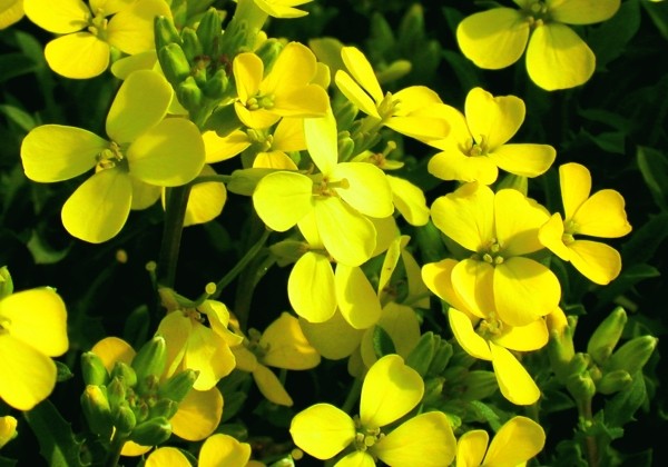 Erysimum Erysimum  Zwerg