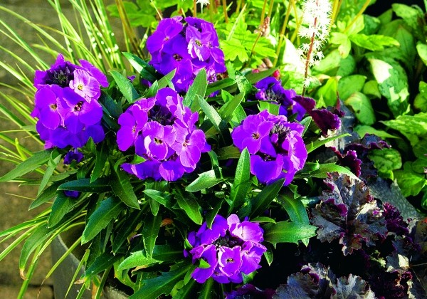 Erysimum Erysimum Improved Winter Joy