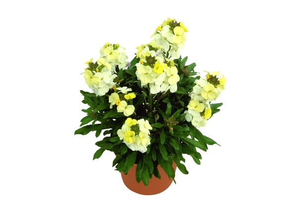 Erysimum Erysimum RYSI Moon Improved