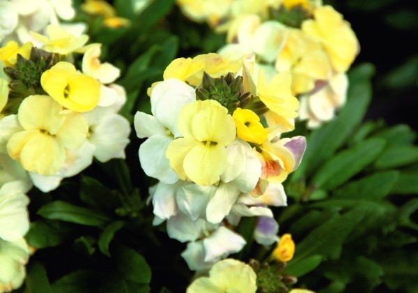 Erysimum Erysimum RYSI Moon Improved