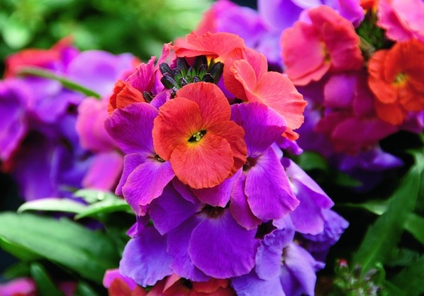 Erysimum Erysimum Winter Orchid