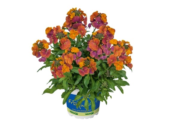 Erysimum Erysimum Winter Orchid