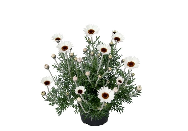 Leucanthemum hosmariense African Spring