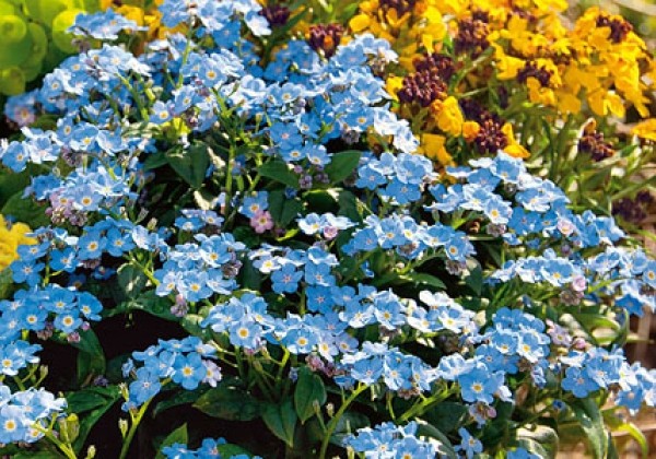Myosotis Myosotis Myomark