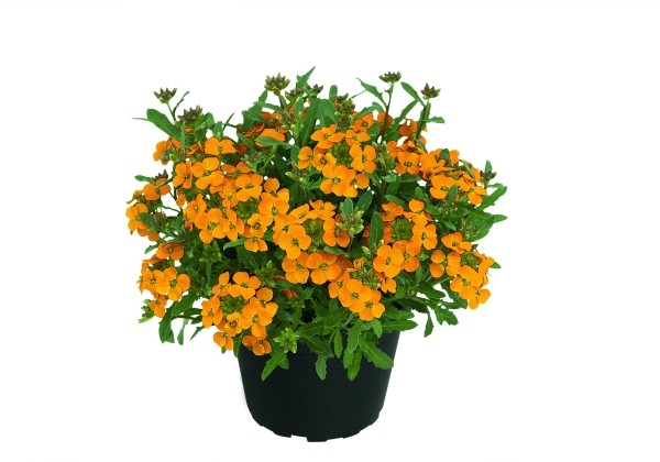 Erysimum Erysimum Mango Zwerg