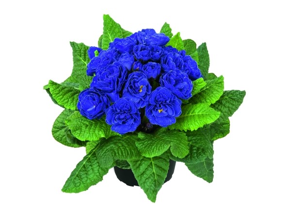 Primula Prima Belarina Ocean Blue