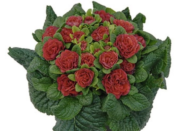 Primula Prima Belarina Carmen