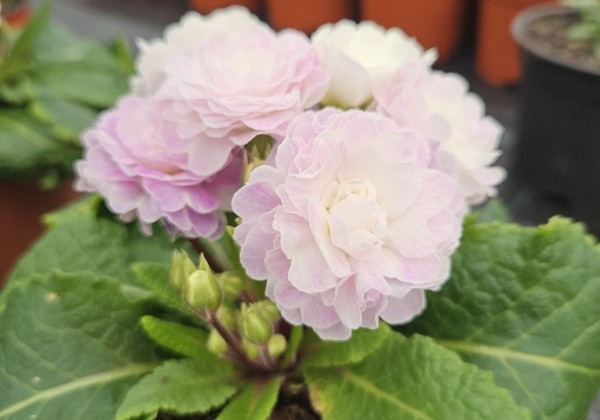 Primula Belarina Pink Ice