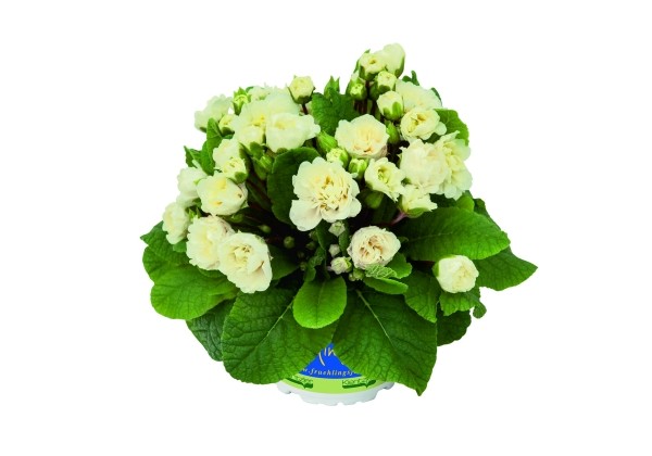 Primula Belarina Vanilla