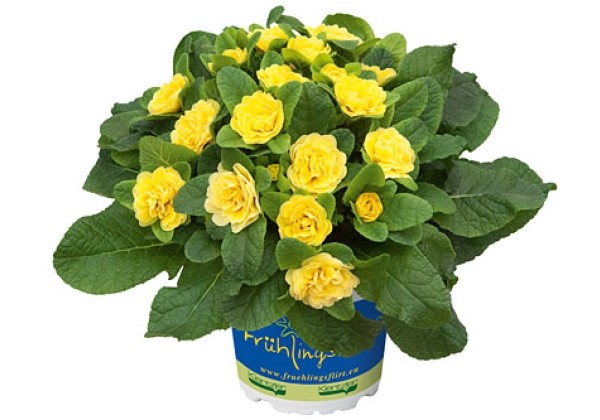 Primula Belarina Buttercup Yellow