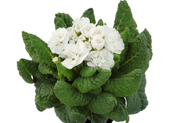 Primula Belarina Snow