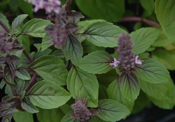 Ocimum hybridum Gusto Azzuro