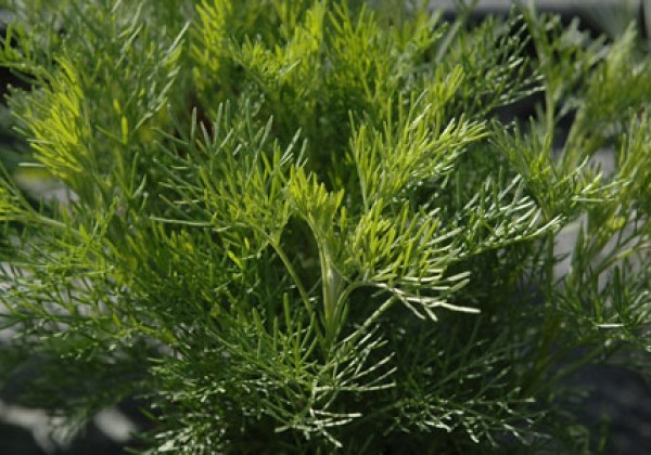 Artemisia abrotanum Cola-Kraut