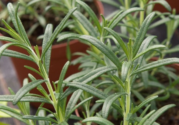 Rosmarinus officinalis Englischer Rosmarin
