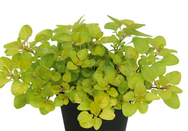 Origanum vulgare Gold-Oregano