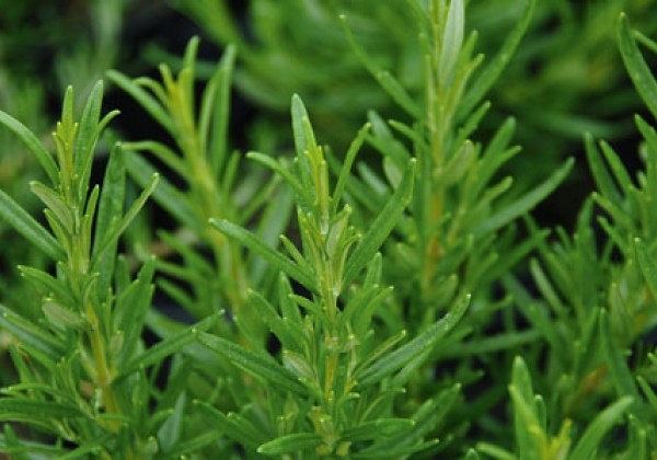 Rosmarinus officinalis Upright