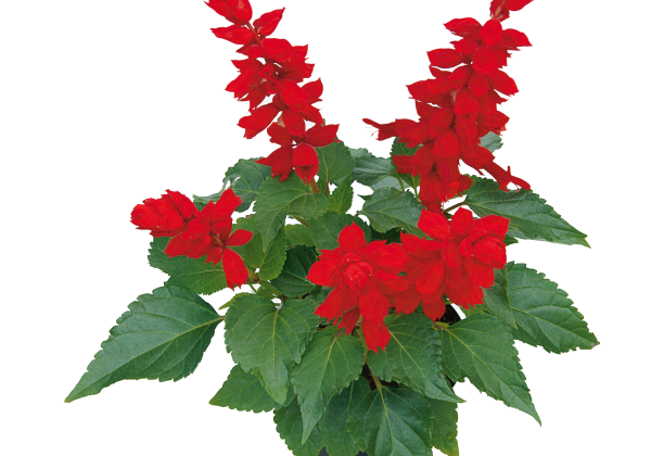 Salvia hybrida Go-Go Scarlet