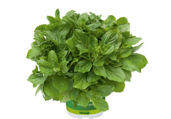 Ocimum hybridum BEEZTY BOYZ White Risasi