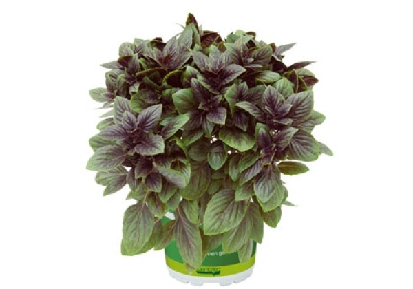 Ocimum hybridum SPICY GIRLS Dark Nala