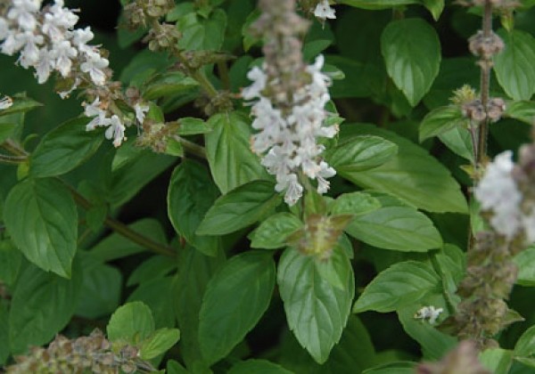 Ocimum hybridum Gusto Bianco