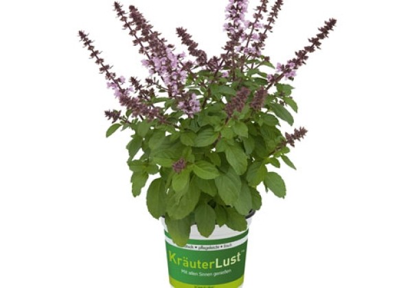 Ocimum hybridum BEEZTY BOYZ Lavender Kanzi