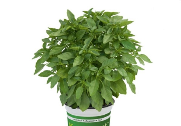 Ocimum hybridum SPICY GIRLS Amelia