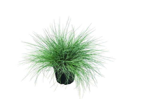 Festuca cinerea Elijah Blue