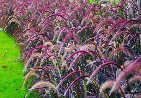 Pennisetum advena Fireworks